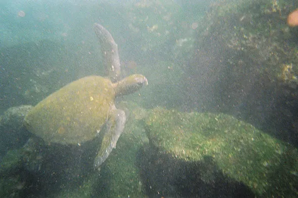 Underwater turtle