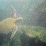 Underwater turtle