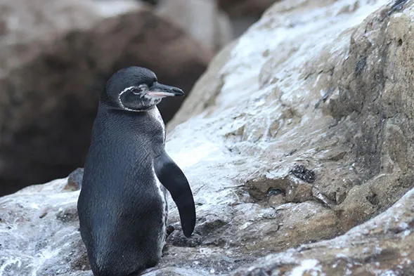Penguin