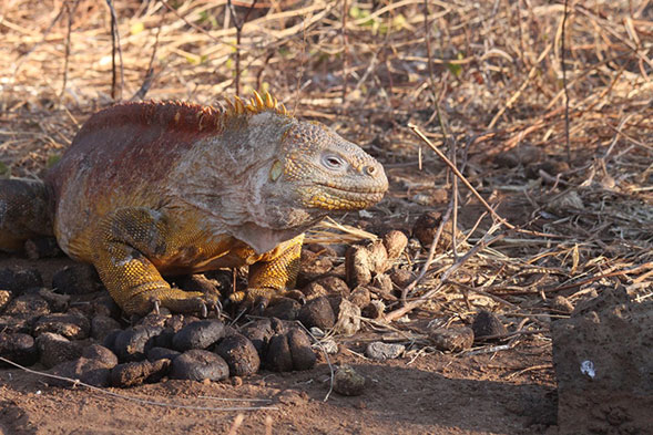 large iguana