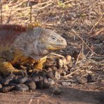 large iguana