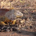 large iguana