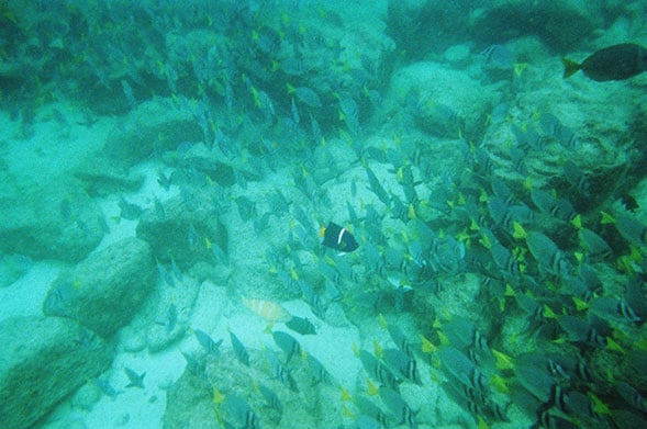 fish in a coral reef
