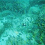 fish in a coral reef