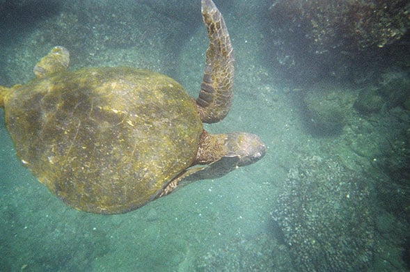 turtle flanked by coral