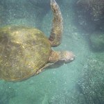 turtle flanked by coral