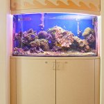 Fish tank inside the office