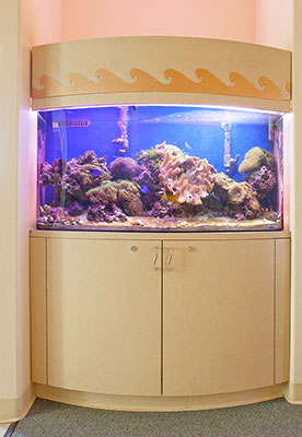 Fish tank inside the office