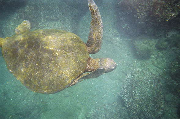 turtle flanked by coral