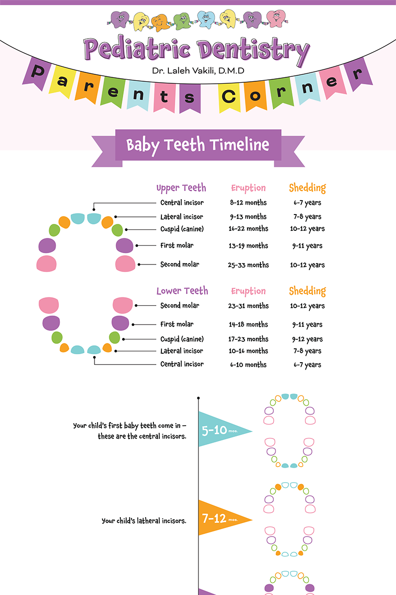 “Baby Teeth Timeline” infographic from Pediatric Dentistry Parents Corner — shows eruption and shedding ages for upper and lower teeth with colorful icons.